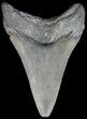 Megalodon Tooth - Georgia #43976-2